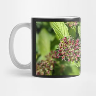 Penta Buds 1 Mug